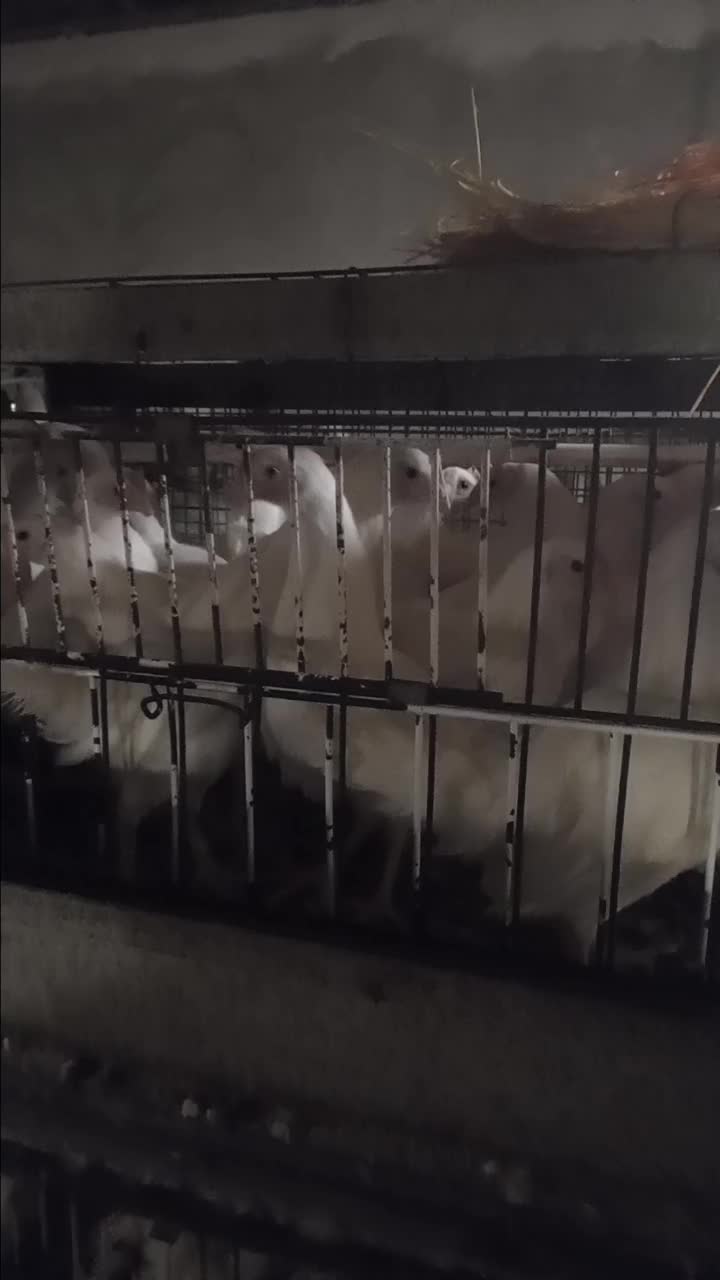 تولیت تخمگذار ۸۰ روزه|حیوانات مزرعه|خان ببین, |دیوار