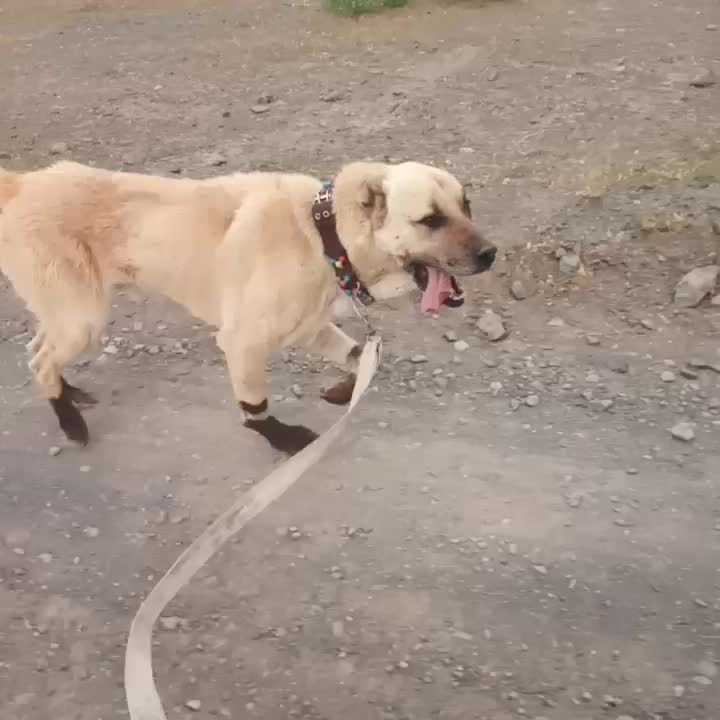 سگ ...|سگ|خواف, |دیوار