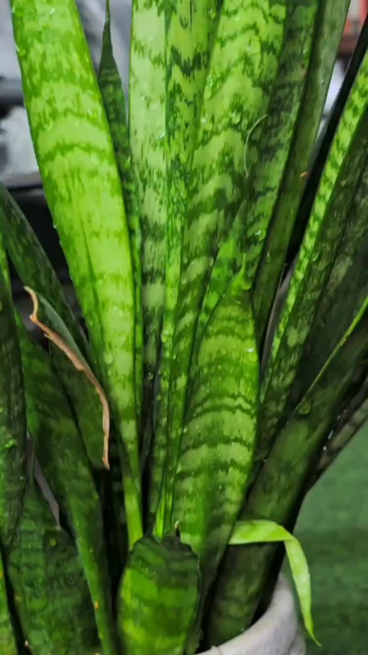 ایرپاد فقط 350تومان|لوازم جانبی موبایل و تبلت|یاسوج, |دیوار