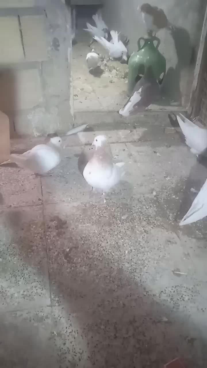 کبوتر طوقی|پرنده|محمدشهر, ولدآباد|دیوار