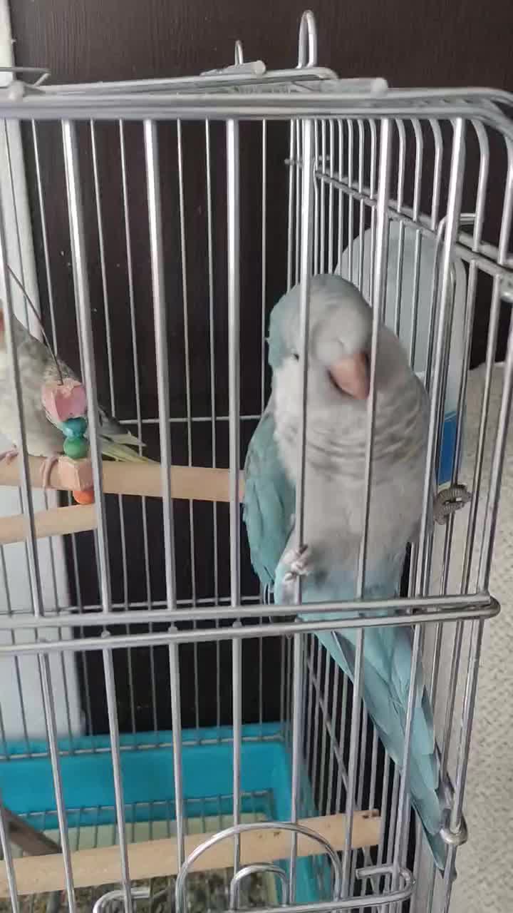 طوطی راهب آبی سرحال و بازیگوش|پرنده|پاکدشت, پاکدشت (مامازند)|دیوار