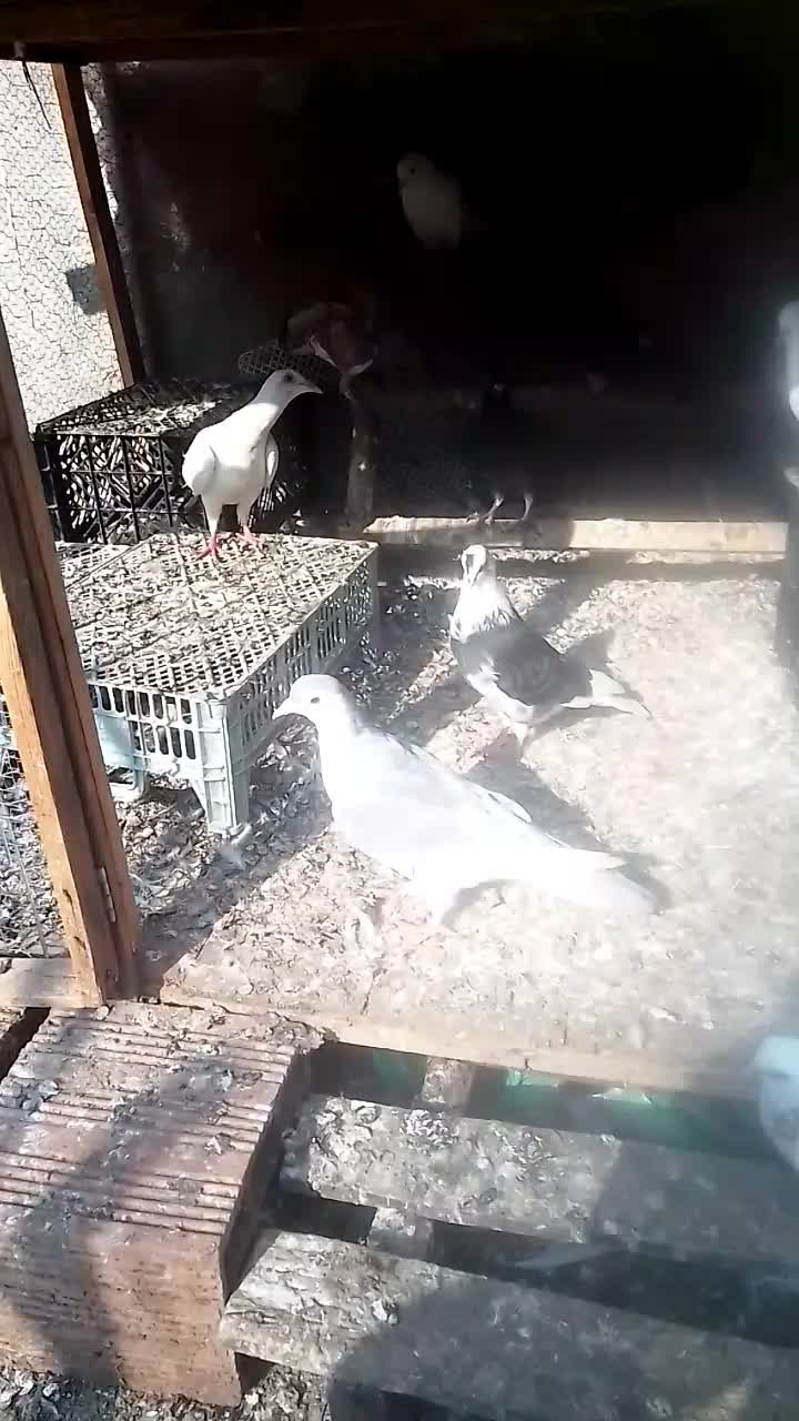 کبوتر نامه بر (مسافتی) شهرستان|پرنده|آمل, |دیوار