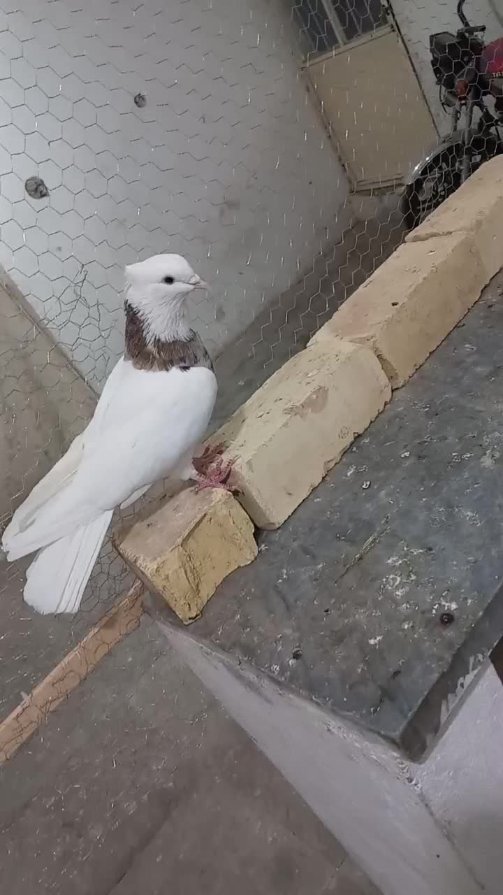 طوقی هفت رنگ|پرنده|کاشان, غربت|دیوار