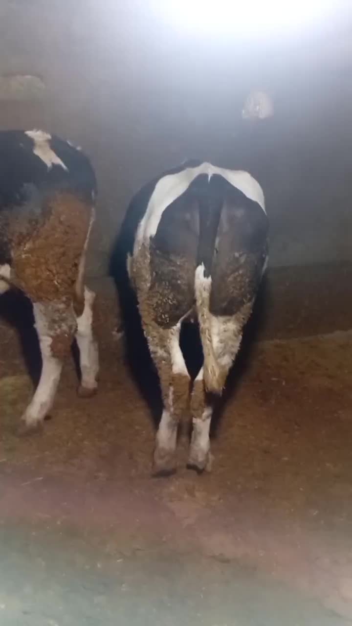 تلیسه ابستن|حیوانات مزرعه|قیدار, |دیوار