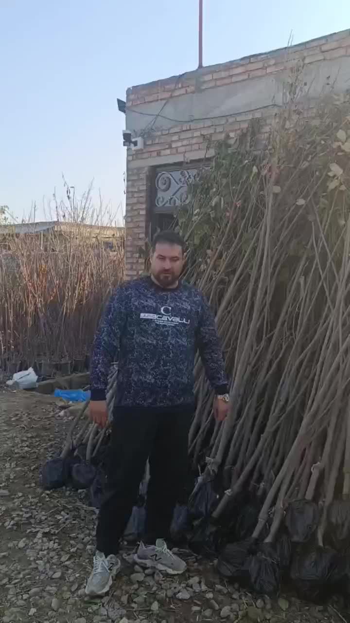 نهال های خرمالو تنومند چهار ساله بزرگ پیوندی دیرگل|خدمات باغبانی و درختکاری|تبریز, |دیوار