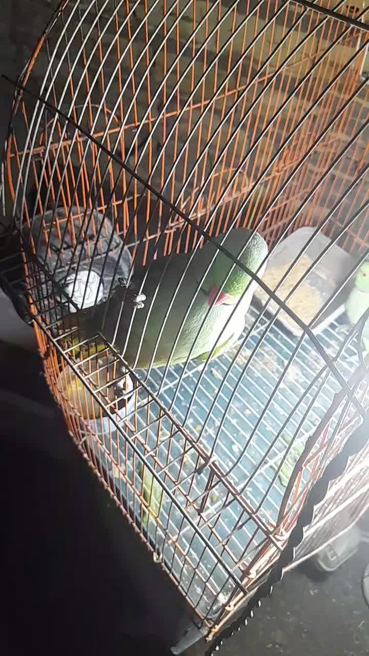 طوطی|پرنده|ریگان, |دیوار