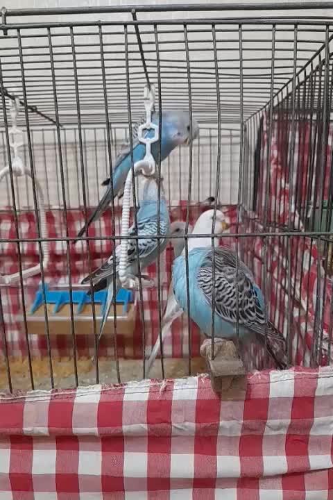 مرغ عشق|پرنده|کیش, |دیوار