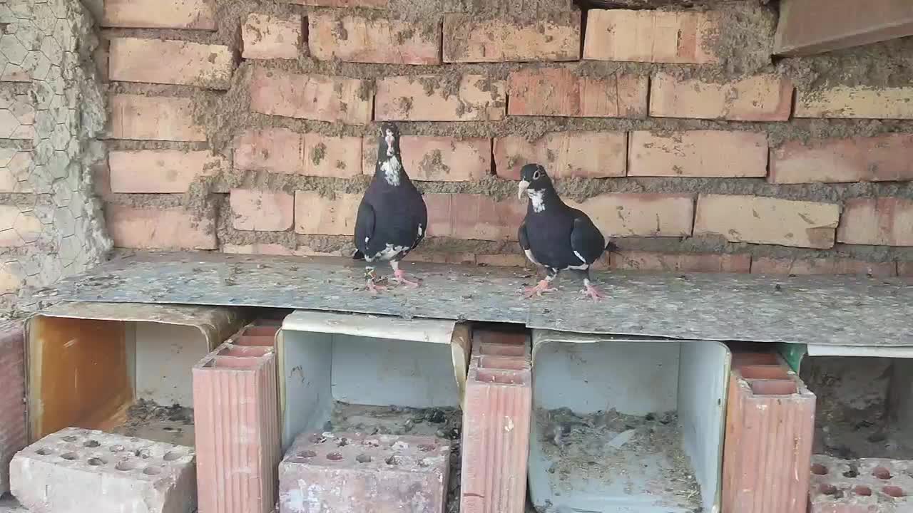 دوتا جونگ پلنگ|پرنده|زرند, |دیوار