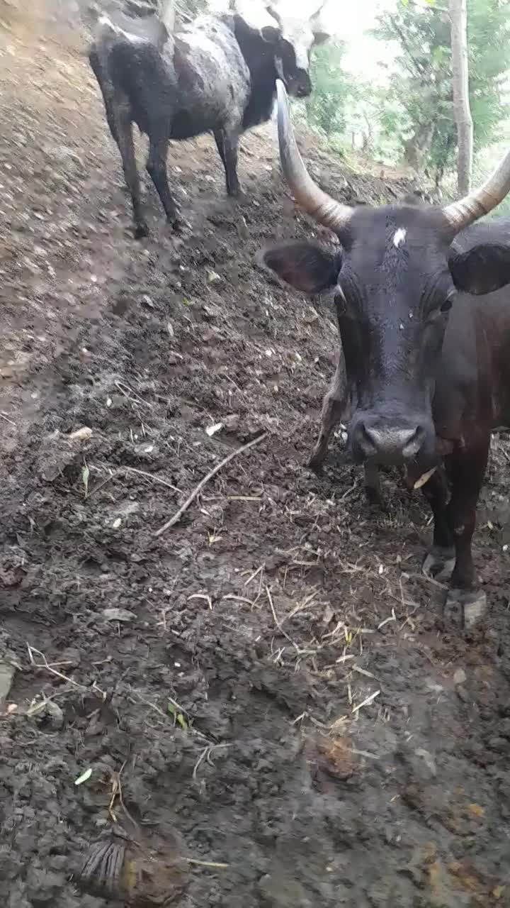 گاوباگوساله نربه فروش میرسد|حیوانات مزرعه|املش, |دیوار