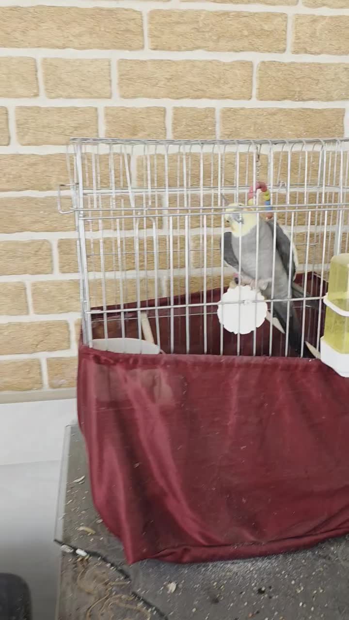 عروس هلندی|پرنده|مینودشت, |دیوار