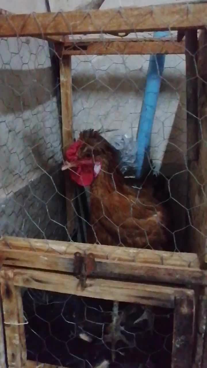 خروس جوانه قلدر|حیوانات مزرعه|کاشمر, |دیوار