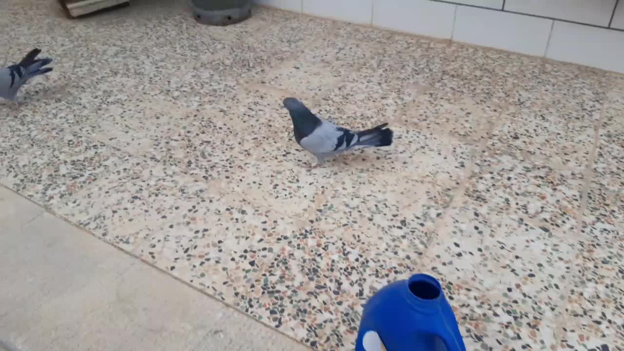 کبوترسبز|پرنده|شهرکرد, |دیوار