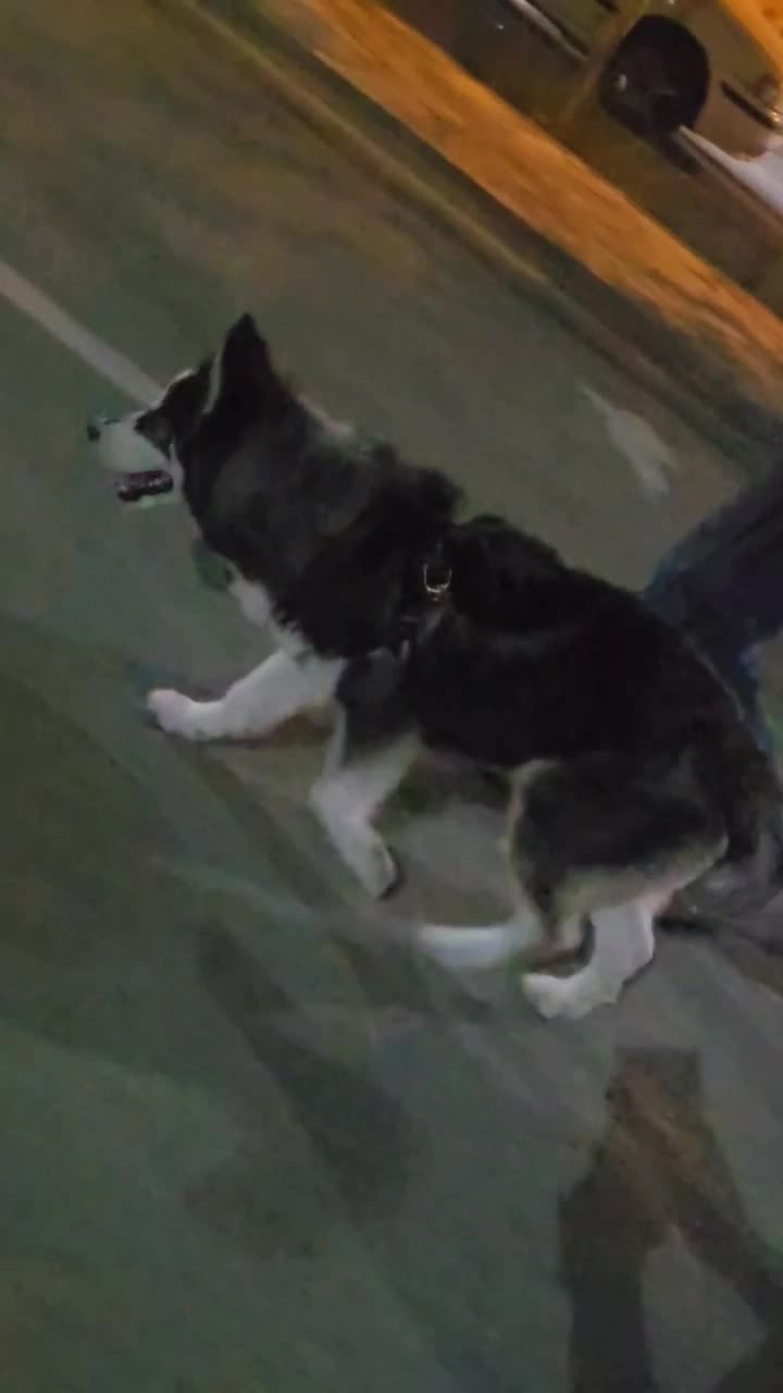 سک هاسکی اصل|سگ|شیراز, شهرک گلستان|دیوار