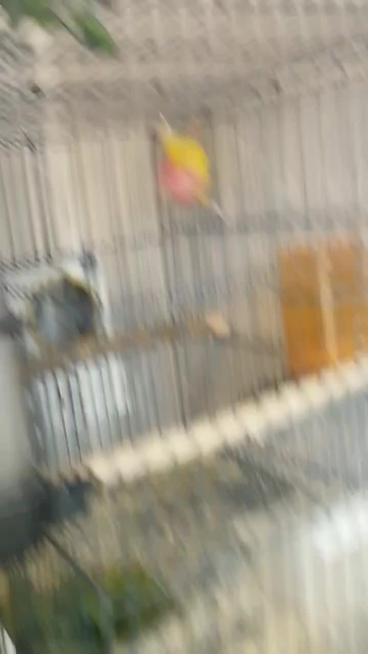 کوتوله برزیلی رنگ خاص|پرنده|همدان, |دیوار