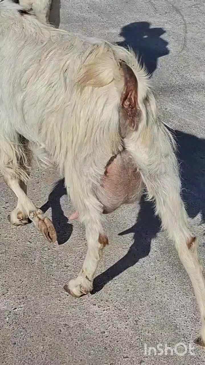 بز سانن کل زایده با بزغاله ماده کل شیرا استثنایی|حیوانات مزرعه|مشهد, فرودگاه|دیوار
