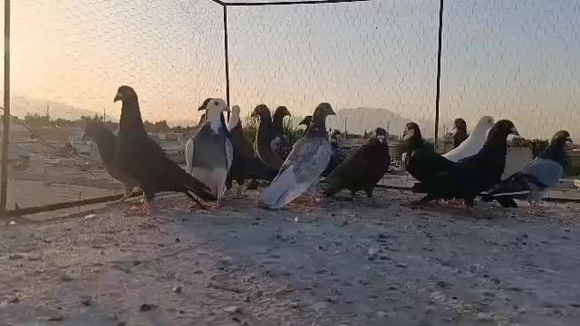 پلاکی زرنگ هوایی|پرنده|شیراز, پانصد دستگاه ارتش|دیوار