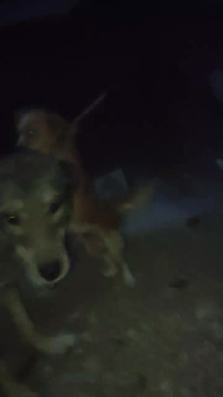 سگ پا کوتاه|سگ|زنجانرود, |دیوار