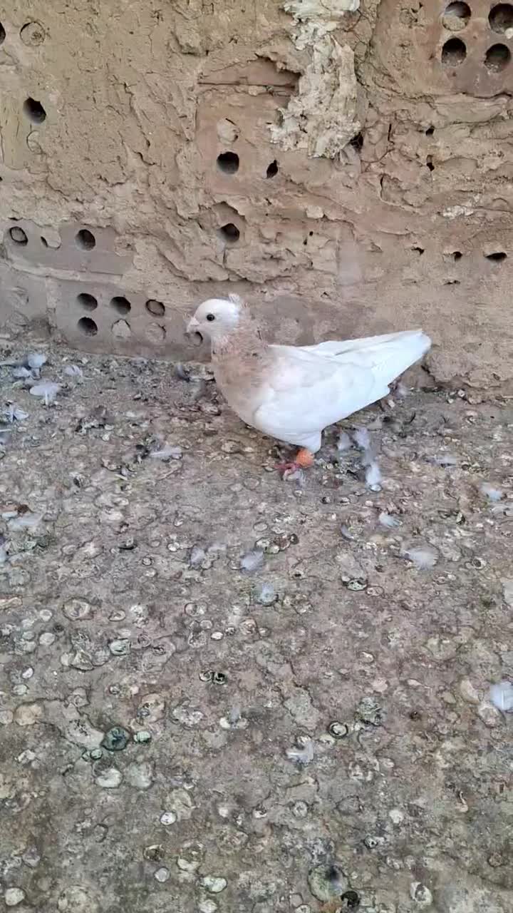 کبوتر|پرنده|نیشابور, شریعتی|دیوار