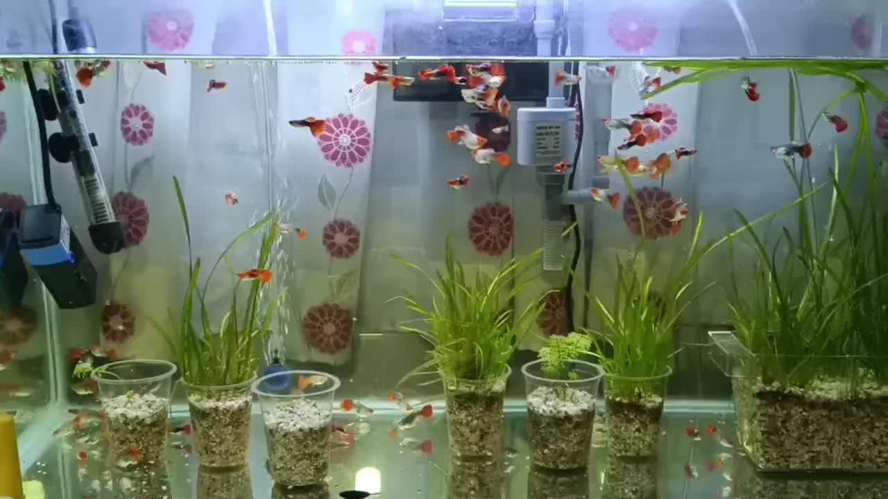 گوپی کوی|ماهی|فردیس, فردیس|دیوار