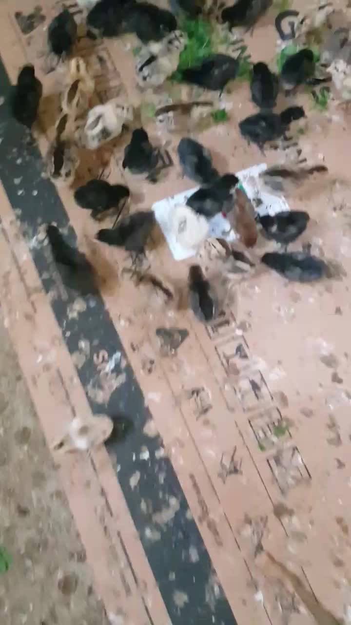 جوجه مرغ عربی اصل بشرط کرک|حیوانات مزرعه|بندر ماهشهر, |دیوار