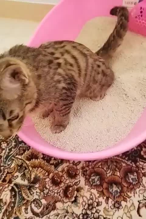 گربه نژاد رایج|گربه|اراک, |دیوار