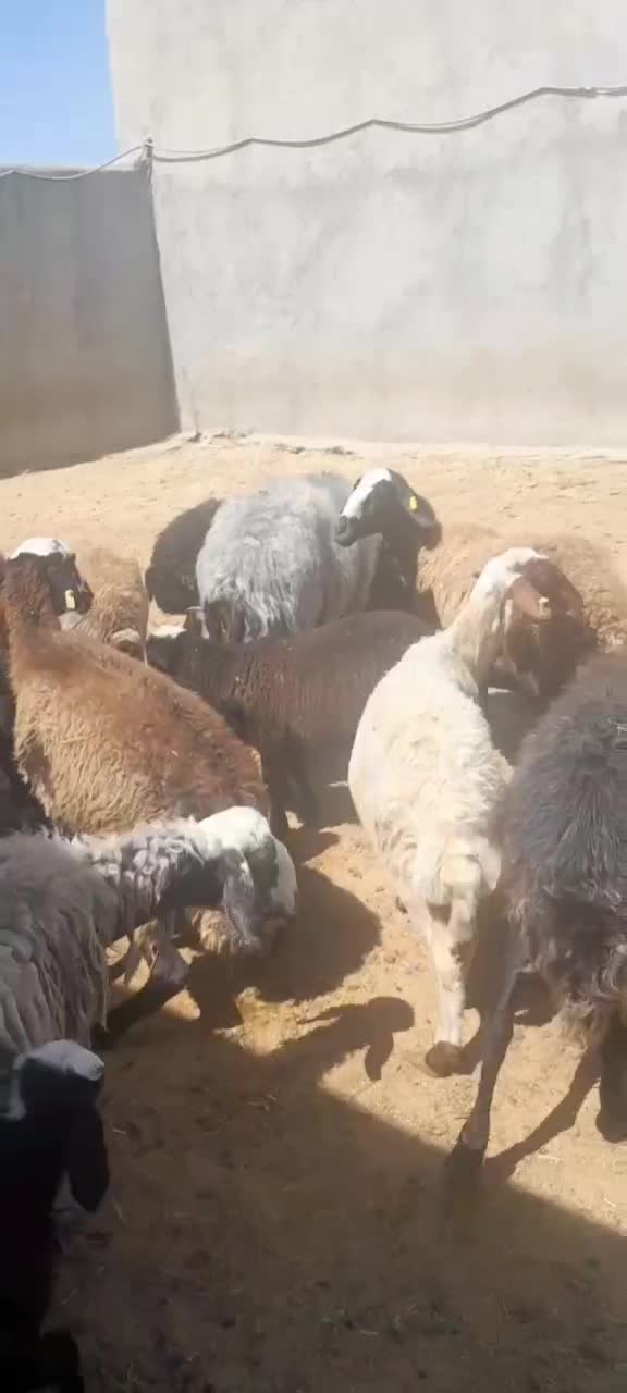 فروش طلایی گوسفندنژاد دارفشندی|حیوانات مزرعه|هشتگرد, تهران دشت|دیوار