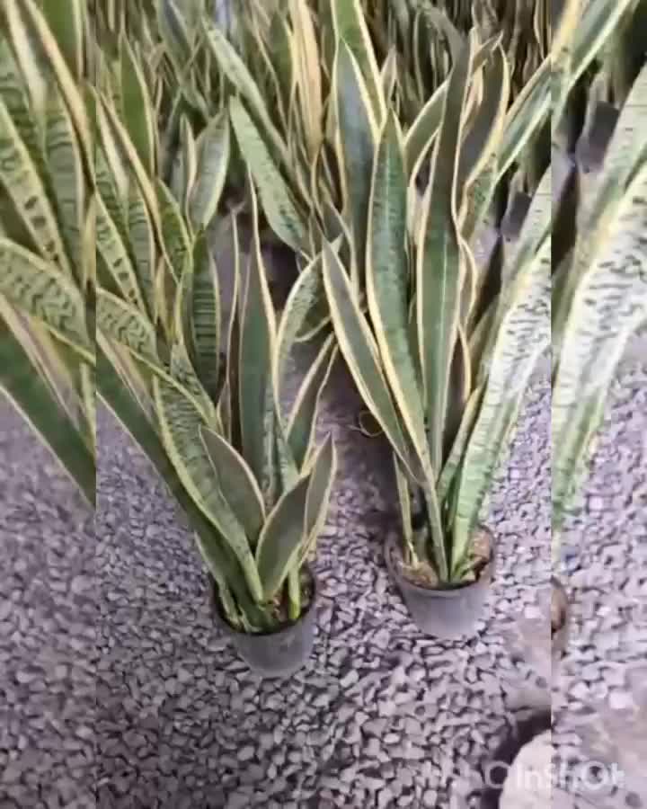 سانسوریا شمشیری سبز و ابلق و کراواتی|گل و گیاه طبیعی|بندر ماهشهر, |دیوار