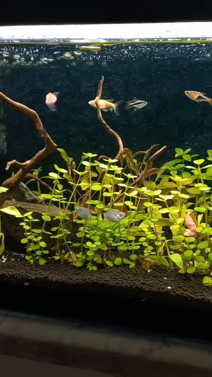 اکواریم پلنت زیبا خاص|ماهی|قم, شاه ابراهیم|دیوار