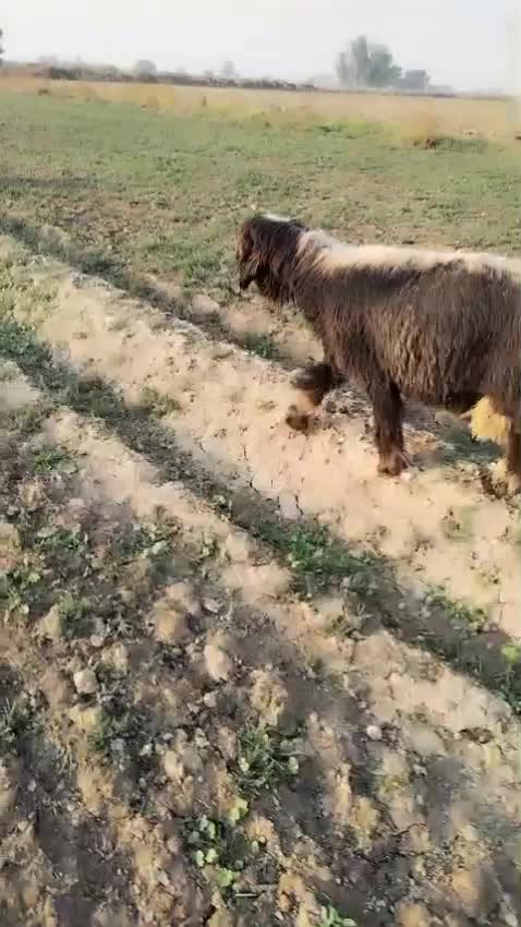 گوسفند|حیوانات مزرعه|شوشتر, |دیوار