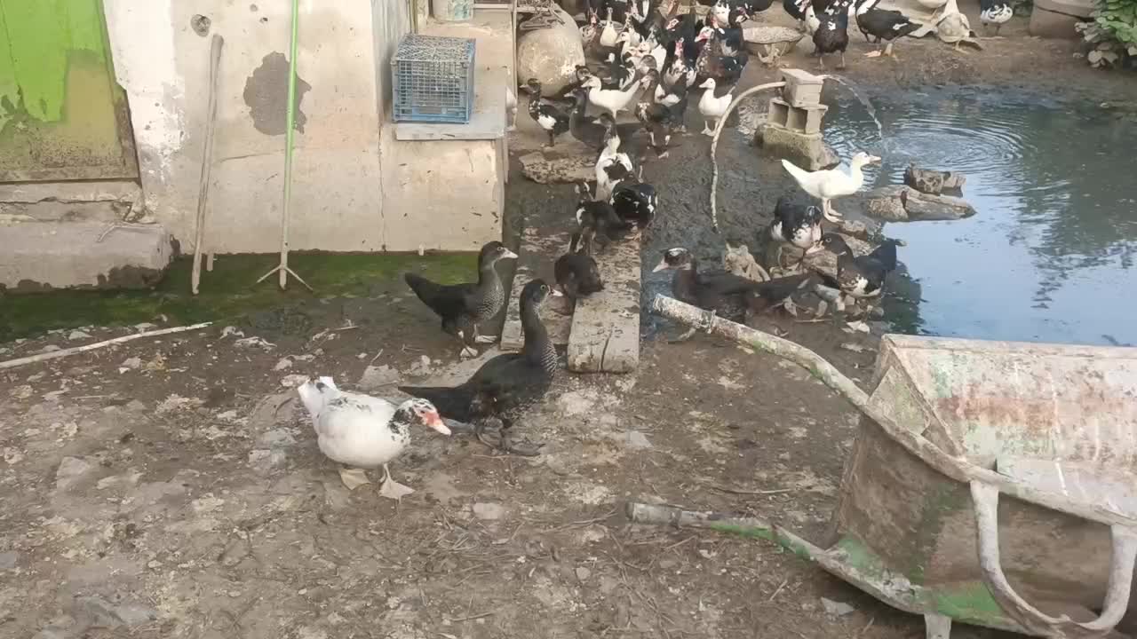 اردک روسی ارگانیک|حیوانات مزرعه|سرخرود, |دیوار