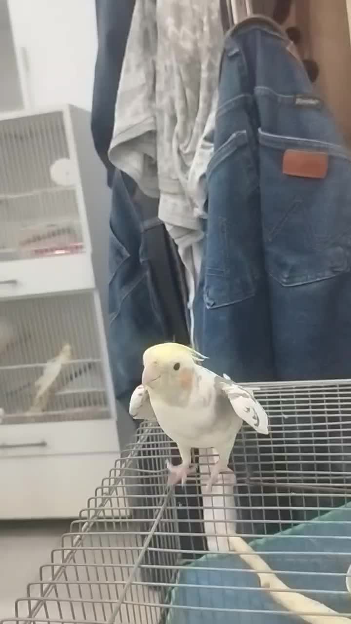 فروش عروس هلندی سخن گو|پرنده|بندر ماهشهر, |دیوار