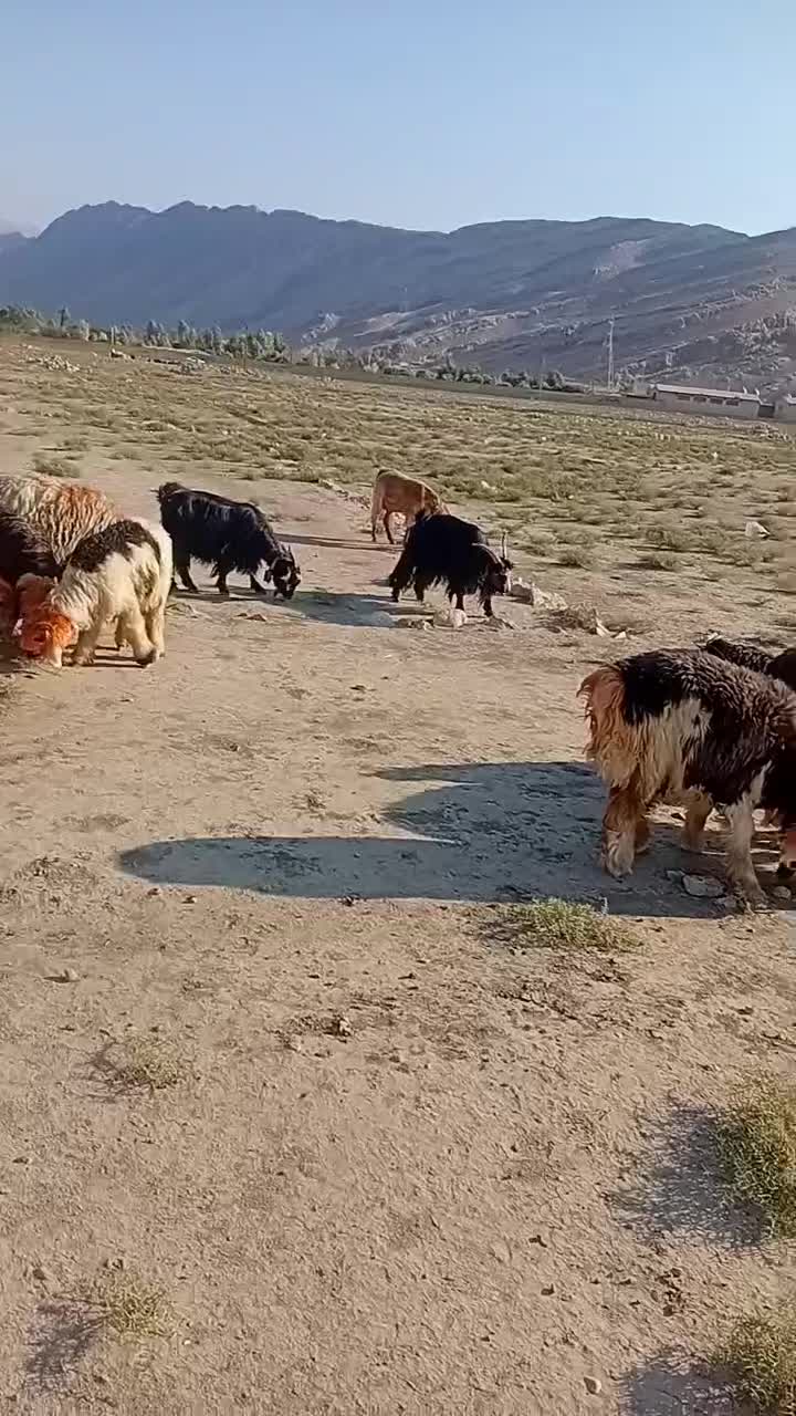 ۳راس بز داشتی آبستن بفروش میرسدقیمت ۳۶ملیون|حیوانات مزرعه|ایذه, |دیوار