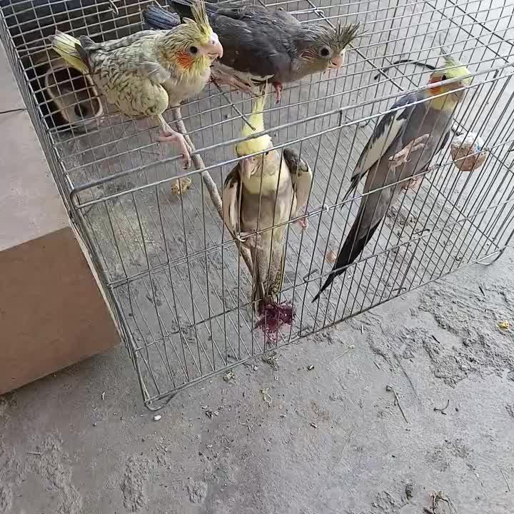 ۴۵۰۰۰۰۰|پرنده|آباده, |دیوار