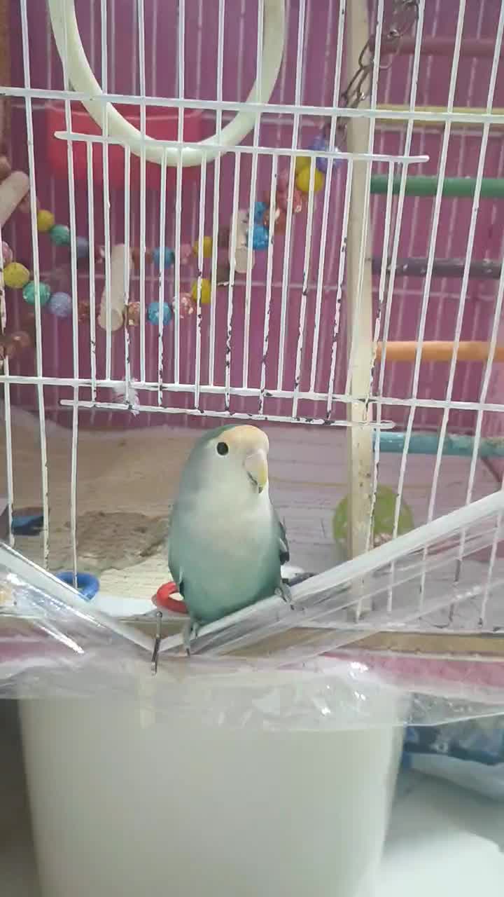 طوطی برزیلی آموزش دیده|پرنده|مشهد, فارغ التحصیلان|دیوار