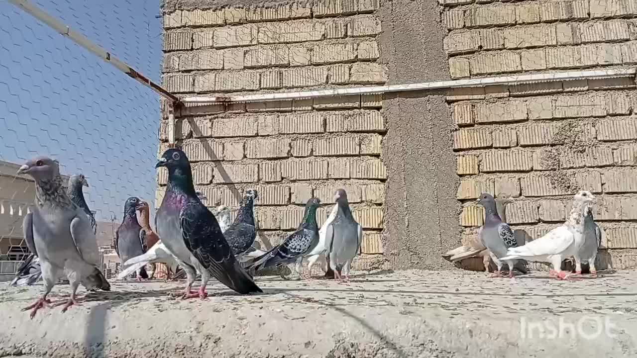 کبوتر|پرنده|شیراز, کرونی(خاتونک)|دیوار