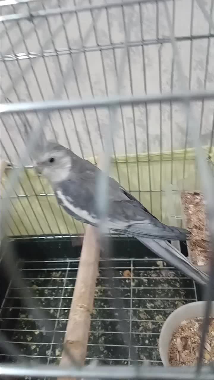 عروس هلندی نر وایت فیس|پرنده|اسلام‌شهر, مسکن مهر اسلاشهر (شهرک امام خمینی)|دیوار