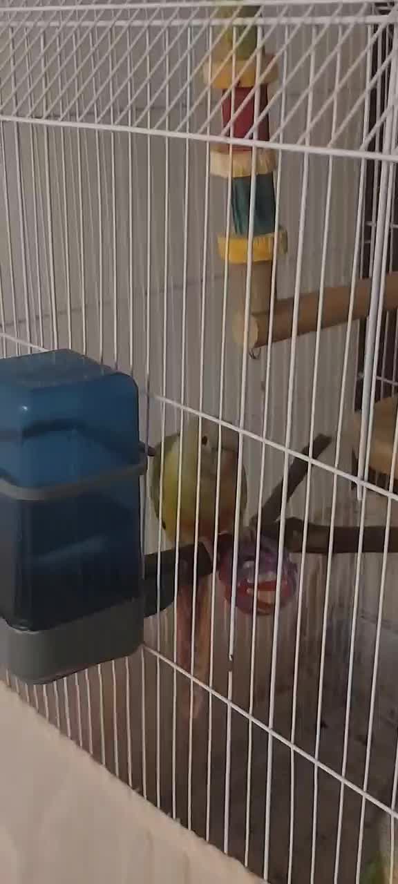 طوطی گرینچیک|پرنده|چالوس, |دیوار