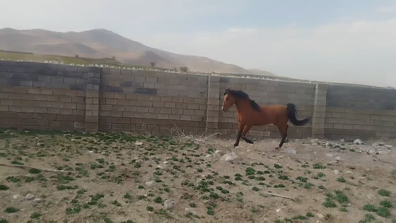 اسب|اسب و تجهیزات اسب‌سواری|یاسوج, |دیوار