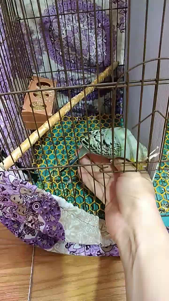 مرغ عشق دستی نر|پرنده|گرگان, |دیوار