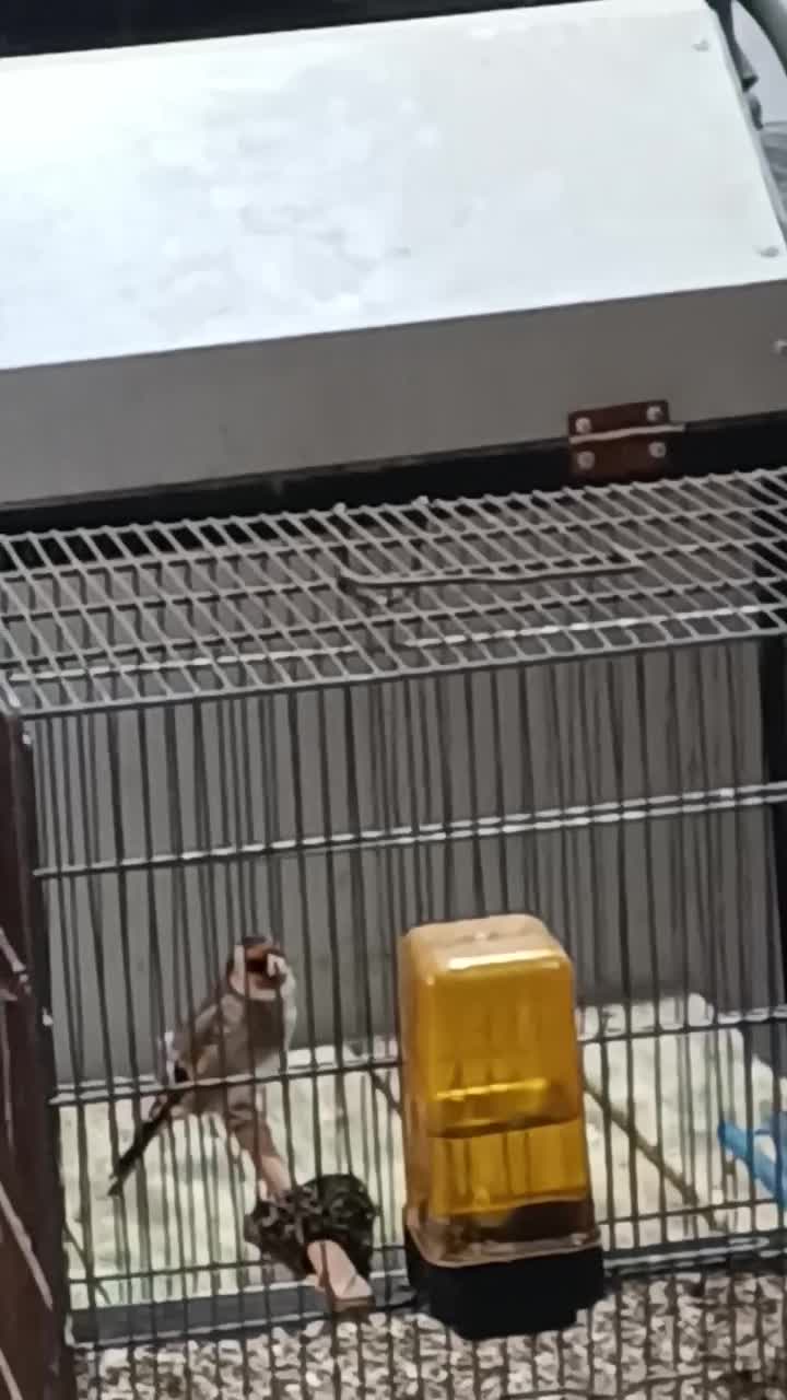 سهره نر|پرنده|بهارستان, |دیوار