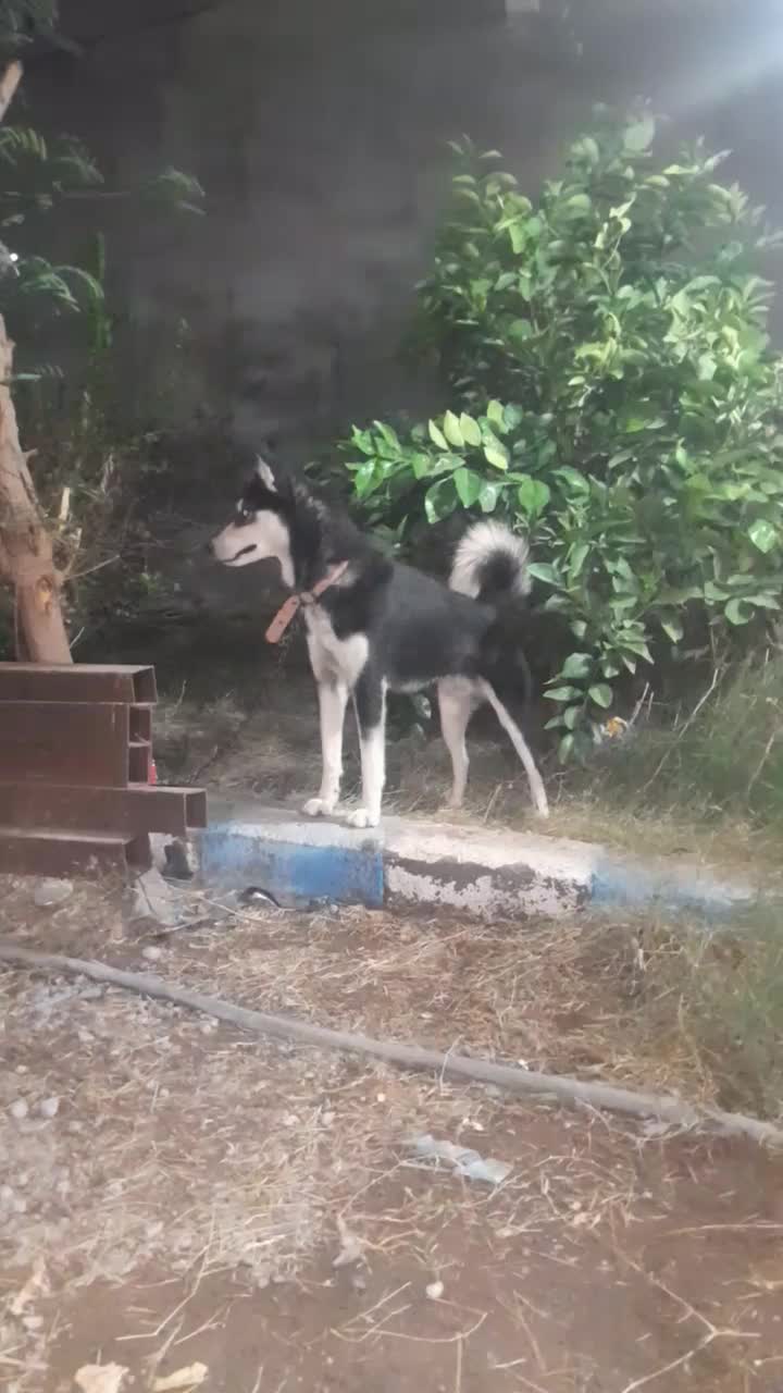 هاسکی نر هشت ماه|سگ|نرماشیر, |دیوار