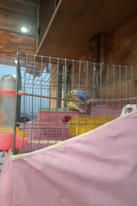 مرغ عشق|پرنده|اندیشه, اندیشه فاز ۱|دیوار