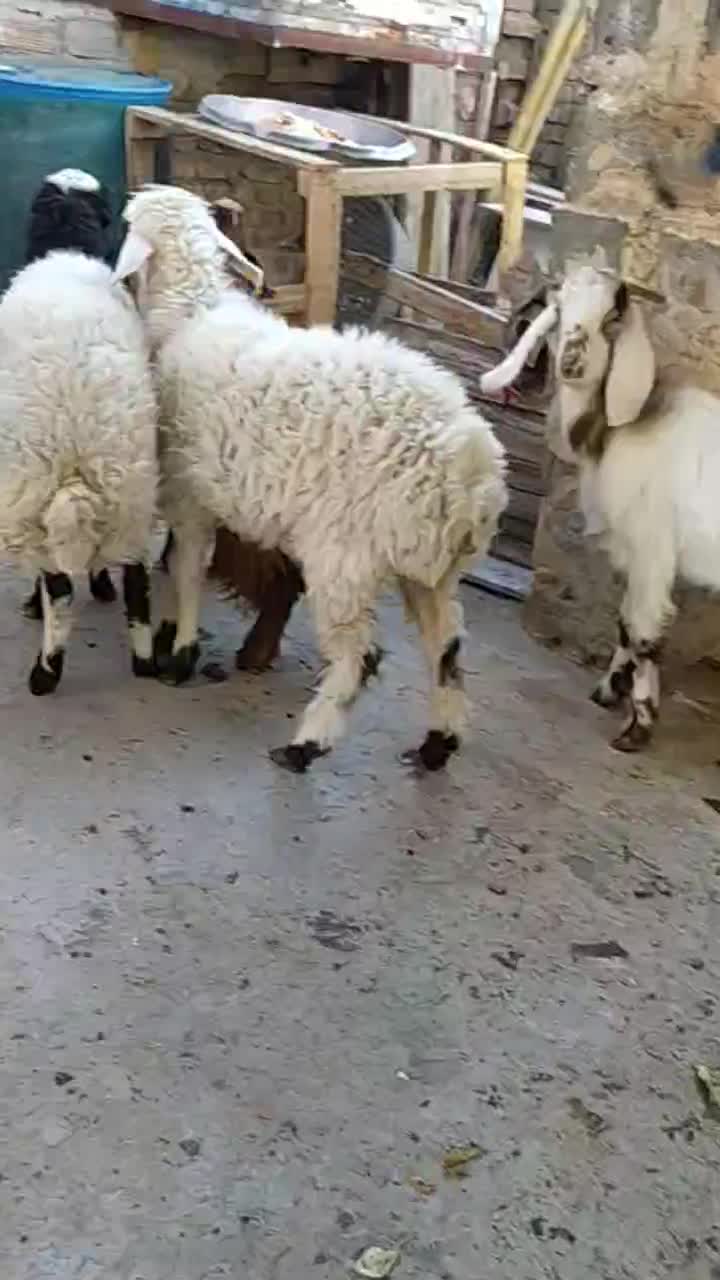 دوتا بره و سه تا بزغاله نر در خونه ای|حیوانات مزرعه|زاهدان, |دیوار