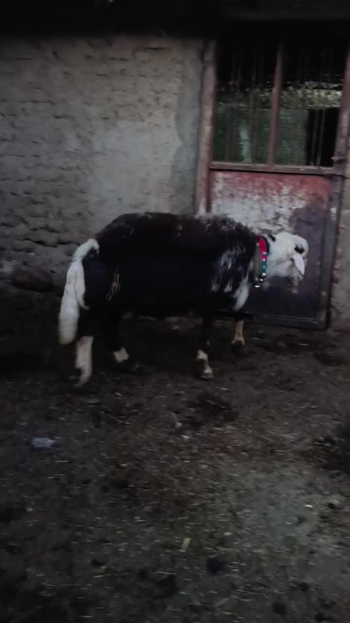 میش. قوچ .بره|حیوانات مزرعه|اشترینان, |دیوار