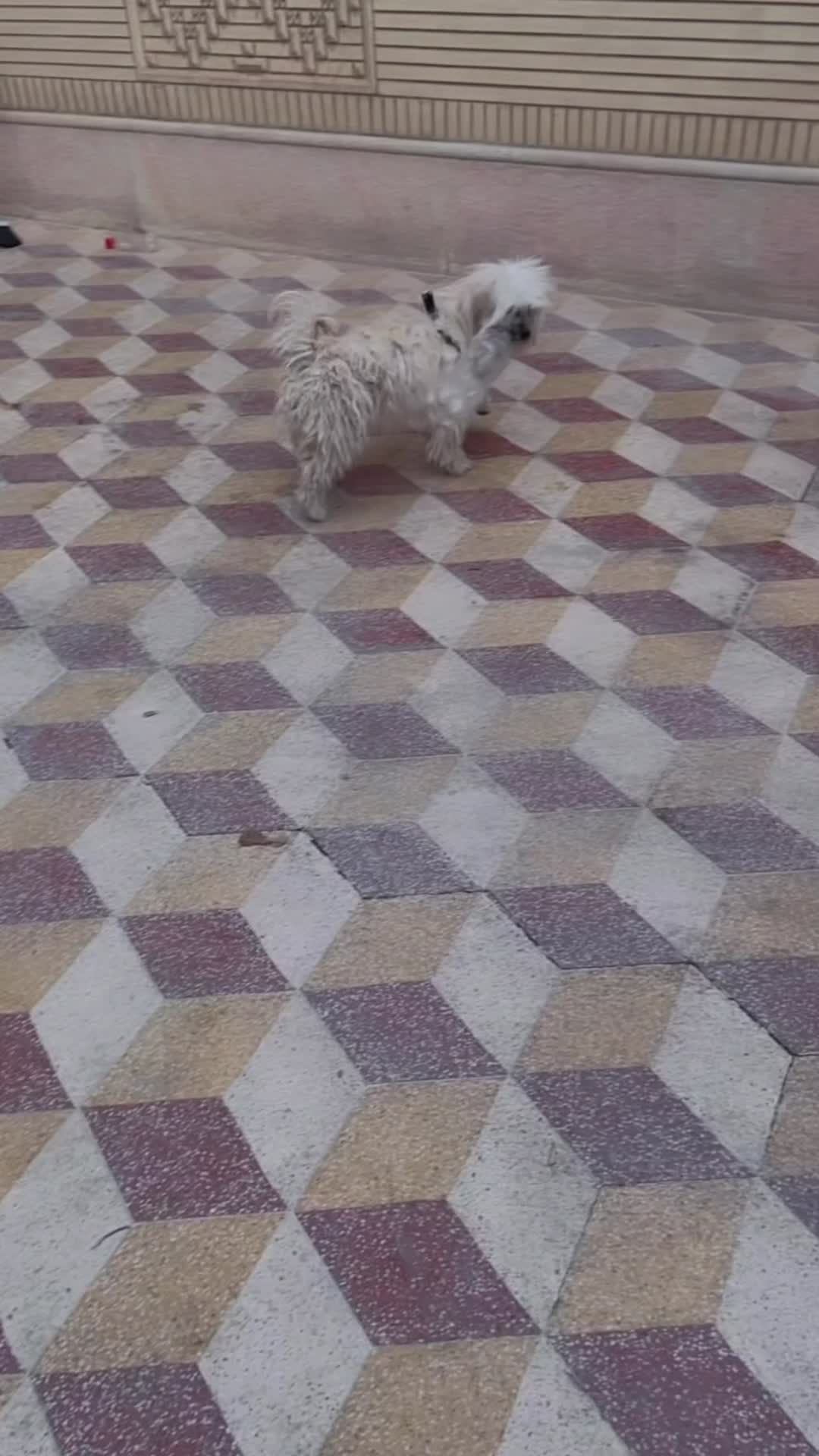 سگ پا کوتاه|سگ|شیراز, تندگویان|دیوار