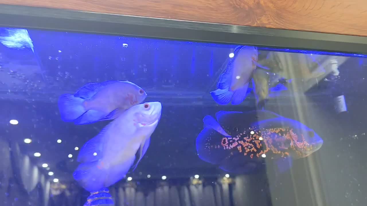 3عددماهی اسکار تایگر|ماهی|سنندج, |دیوار