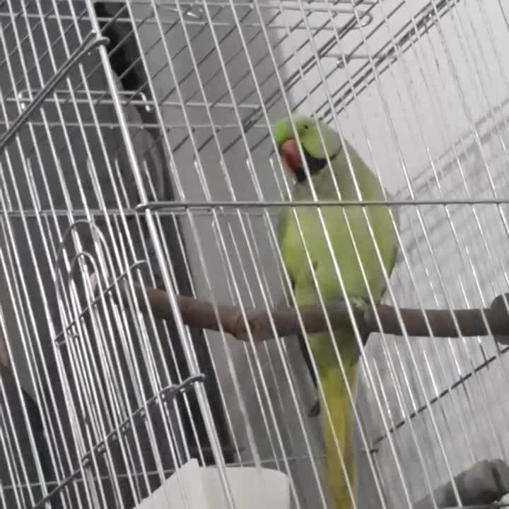 طوطی ملنگو سخنگو رام با قفس تمام لوازم|پرنده|رشت, جانبازان|دیوار