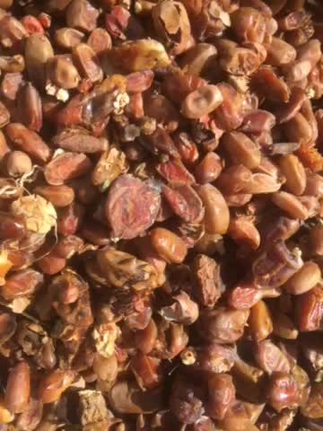 زایعات خرما کبکاب و شاهانی|خوردنی و آشامیدنی|زرین دشت (فارس), |دیوار