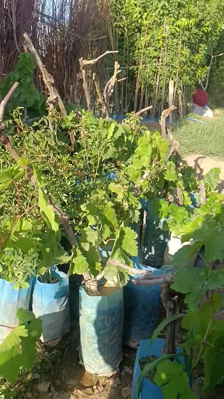 نهال انگور موندارپ اصالت دار امکان کاشت الان|خدمات باغبانی و درختکاری|کرمانشاه, |دیوار