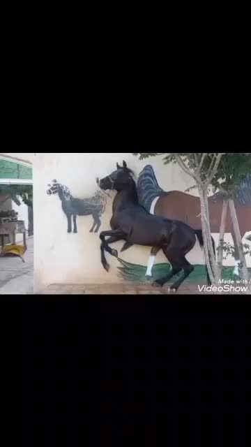 اسب فرروشی|اسب و تجهیزات اسب‌سواری|کاشان, یحیی آباد|دیوار